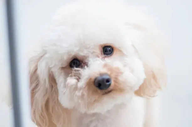 반려견이 갑자기 머리를 한쪽으로 기울인다면, 단순 습관이 아닐 수 있다