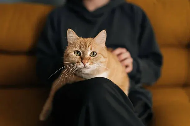 고양이 수염이 알려주는 건강 신호 평소와 다른 변화 놓치지 말아야