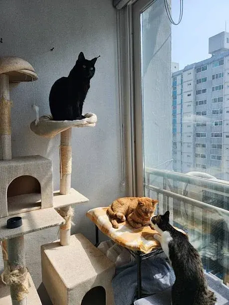 고양이가 높은 곳에 올라가지 않는다면 관절 통증 신호일 수 있다