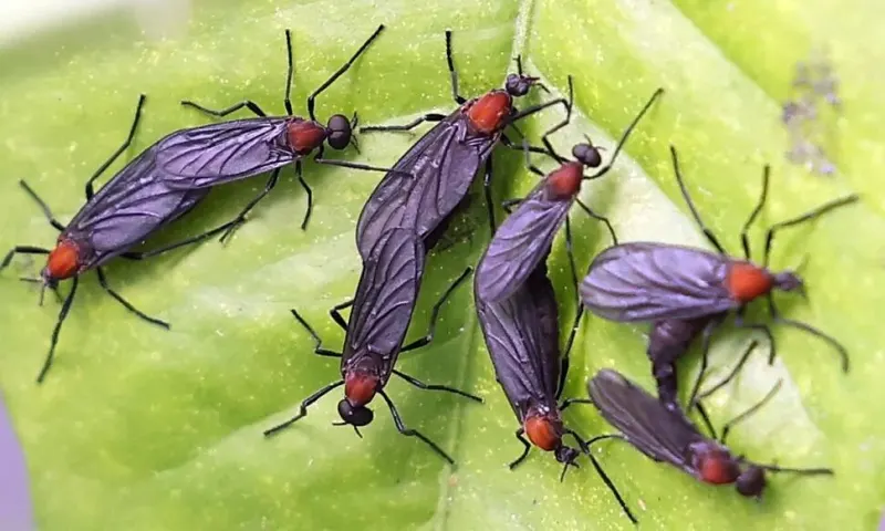 여름철 러브버그, 사람에게 해로운 벌레일까