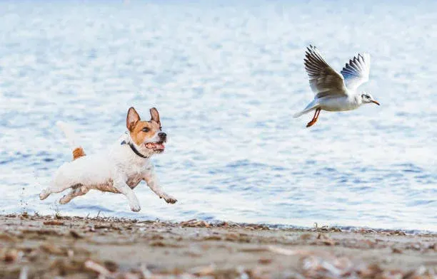 H5N1 조류인플루엔자 확산, 반려묘와 야생조류 접촉 줄여야