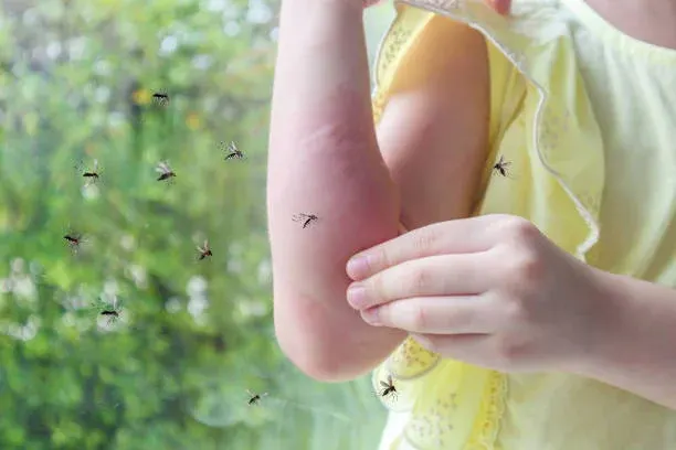 모기 많아지는 계절, 일본뇌염 예방접종과 야외활동 수칙 확인해야