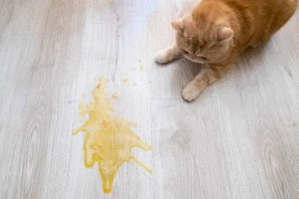 고양이 구토를 헤어볼로만 넘기면 안 되는 이유, 반복되면 질환 신호일 수 있다
