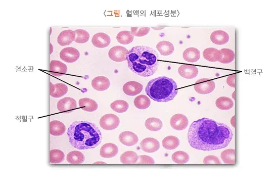 빈혈 병태생리 설명 이미지 1