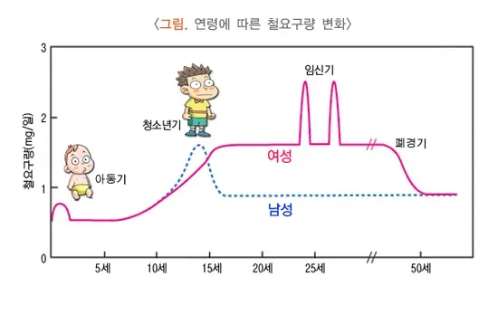 빈혈 대상별 맞춤 정보 설명 이미지 1