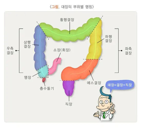 대장게실증 원인 설명 이미지 1