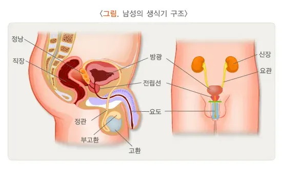 성매개감염병 병태생리 설명 이미지 1