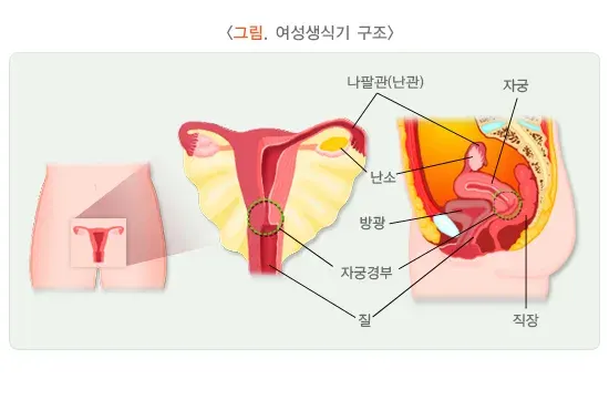 성매개감염병 병태생리 설명 이미지 2