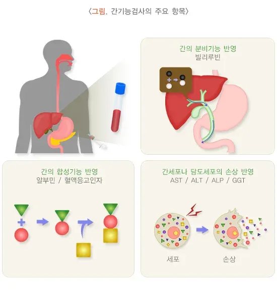 독성 간 손상 진단 및 검사 설명 이미지 2