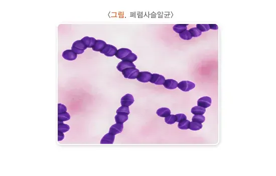 뇌수막염 원인 및 감염경로 설명 이미지 1