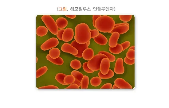 뇌수막염 원인 및 감염경로 설명 이미지 3