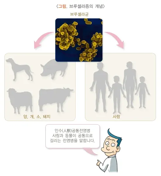 사람 브루셀라증 원인 및 감염경로 설명 이미지 1