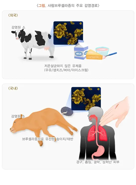 사람 브루셀라증 원인 및 감염경로 설명 이미지 3