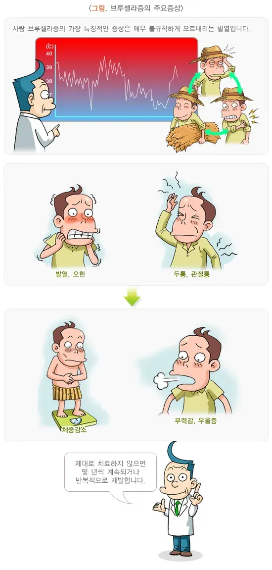 사람 브루셀라증 증상 설명 이미지 1