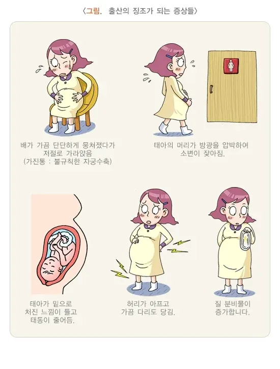 자연분만과정 연관 증상 설명 이미지 1