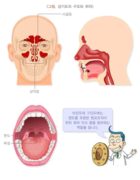 감기 정의 설명 이미지 1