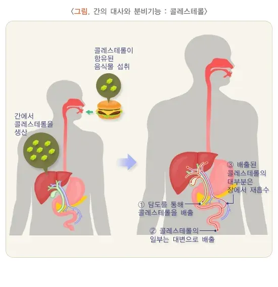 간기능검사 검사 결과 해석 설명 이미지 4