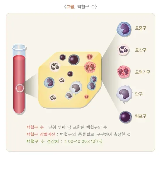 총혈구검사 검사 결과 해석 설명 이미지 3