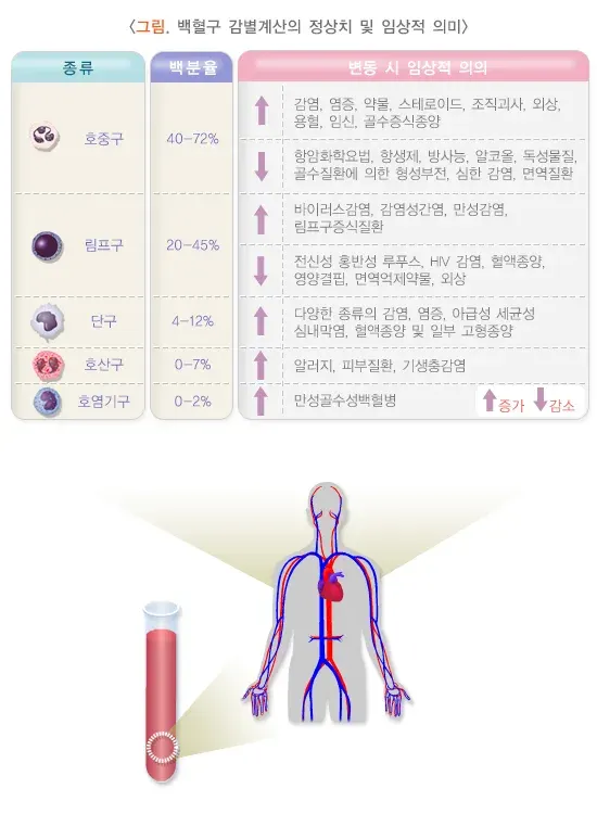 총혈구검사 검사 결과 해석 설명 이미지 4