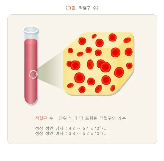 총혈구검사 검사 결과 해석 설명 이미지 1