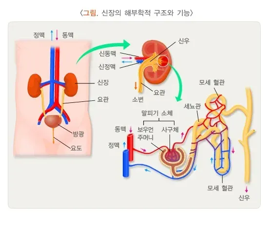 만성콩팥병 정의 설명 이미지 1