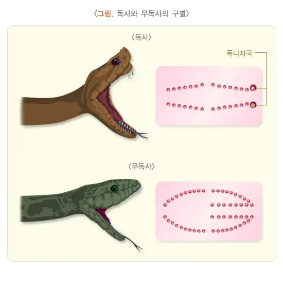 동물 및 곤충에 의한 응급상황 종류 설명 이미지 1