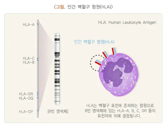 거부반응과 면역억제제 원인 설명 이미지 1