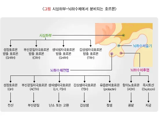 뇌하수체기능저하증(소아) 병태생리 설명 이미지 1