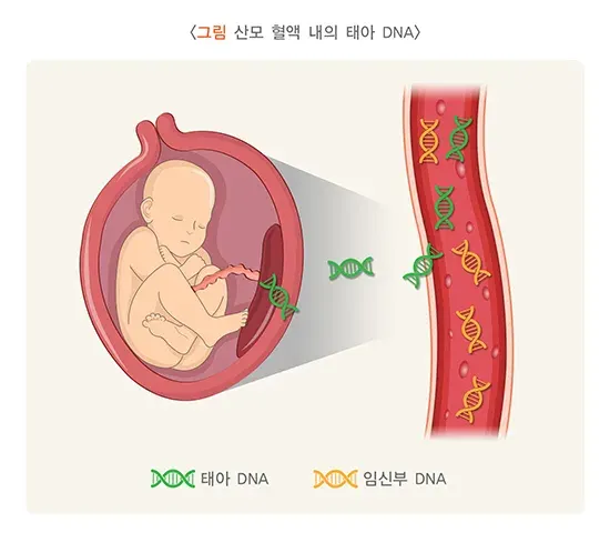 태아 DNA 선별검사 (NIPT 검사) 검사 항목 설명 이미지 1
