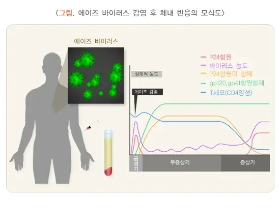 감염질환의 혈청검사 검사 결과 해석 설명 이미지 5