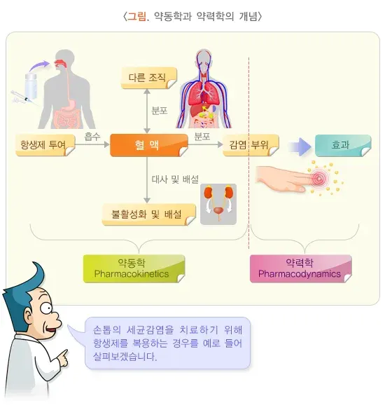 항생제 치료 관련 주의사항 설명 이미지 1