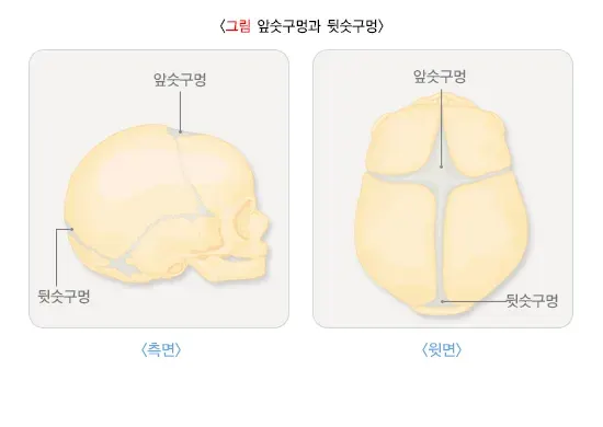 정상소아의 성장(성장) 종류 설명 이미지 2