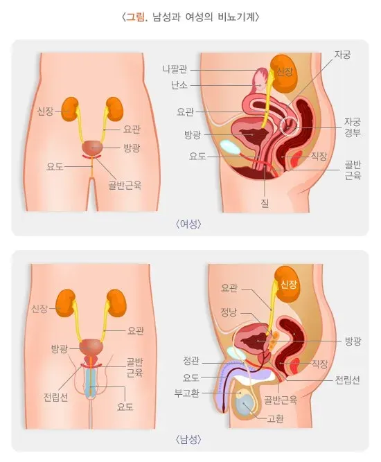 요실금 정의 설명 이미지 1