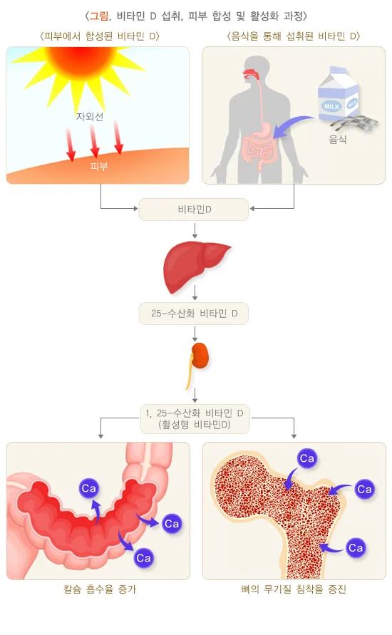 골다공증 예방 설명 이미지 3