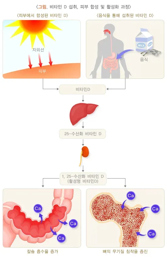 골다공증 예방 설명 이미지 3
