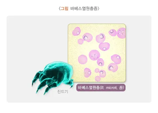 바베스열원충증 원인 및 감염경로 설명 이미지 1