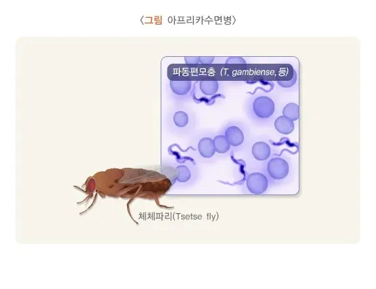 아프리카수면병 원인 및 감염경로 설명 이미지 1