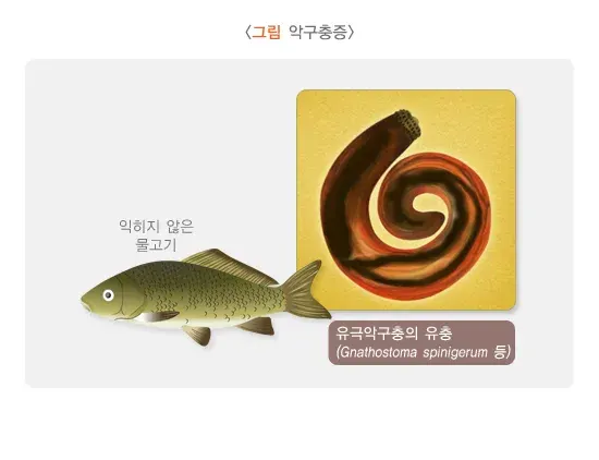 악구충증 원인 및 감염경로 설명 이미지 1