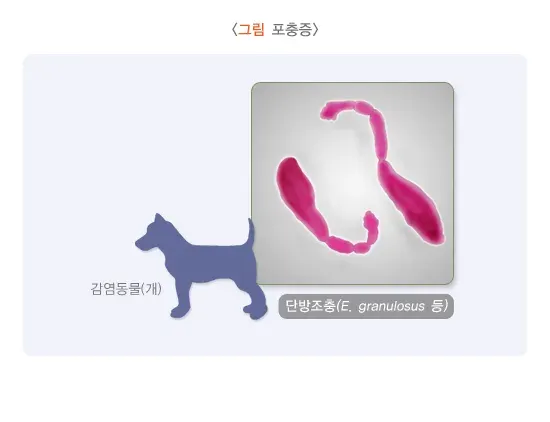 포충증 원인 및 감염경로 설명 이미지 1