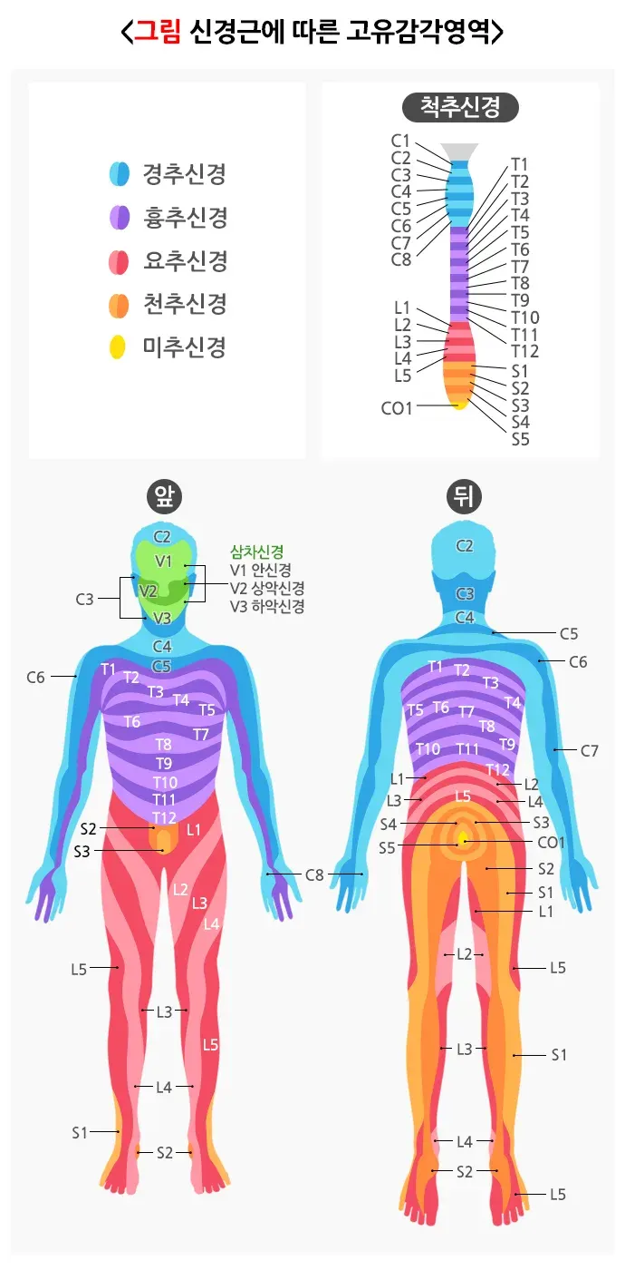 추간판탈출증(디스크) 증상 설명 이미지 1