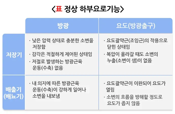 배뇨 관련 증상 또는 이상 원인 설명 이미지 1