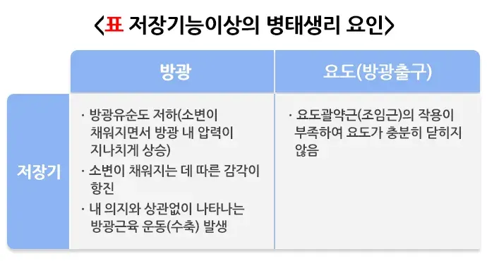 배뇨 관련 증상 또는 이상 원인 설명 이미지 2