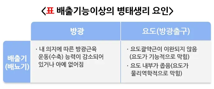 배뇨 관련 증상 또는 이상 원인 설명 이미지 3