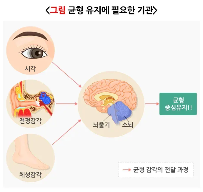 어지럼 병태생리 설명 이미지 1