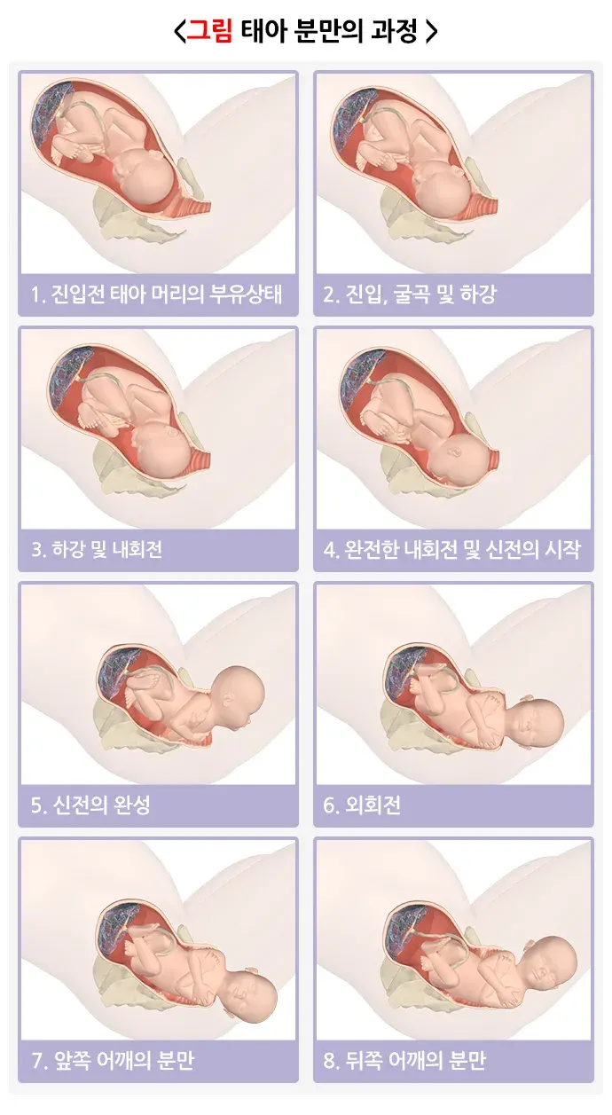 자연분만과정 병태생리 설명 이미지 1