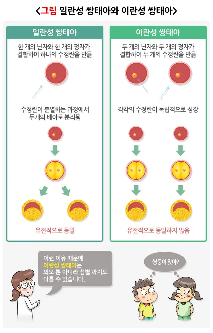 다태임신 원인 설명 이미지 1