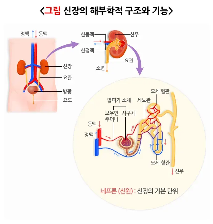 사구체질환 정의 설명 이미지 1