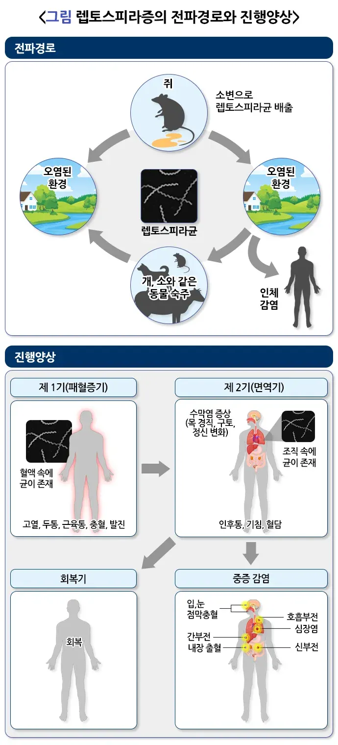 렙토스피라증 증상 설명 이미지 1