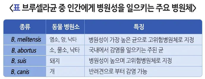 사람 브루셀라증 원인 및 감염경로 설명 이미지 2