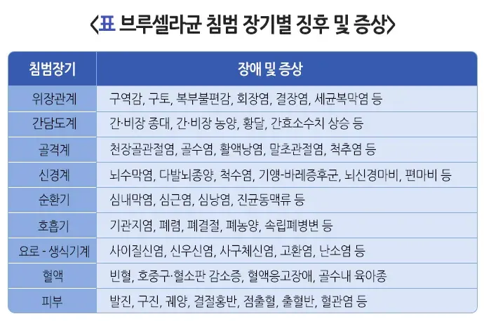 사람 브루셀라증 증상 설명 이미지 2